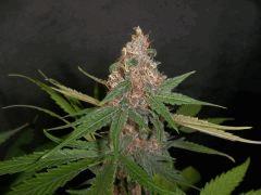 ssh x bizz Aka purple haze