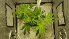 blueberrysativa Flo 20 dessus
