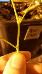 blueberryindica herma