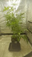 sexbud Flo  20