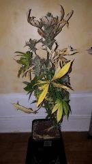 blueberryindica Cut full