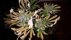 blueberryindica Cut dessus