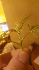 bluerberryindica herma 2