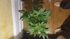 blueberryindica Flo 20 dessus 2