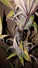 blueberrysativa Cut tetes 2