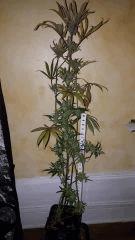 blueberrysativa Cut full