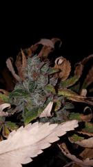 blueberrysativa Cut tete