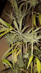 sexbud Cut dessous