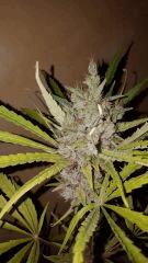 sexbud Cut tete