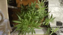 sexbud Flo  20 dessus 2