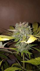 ice1 Cut tete
