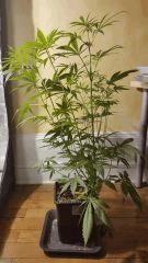 sexbud Flo  20 2