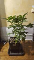 bluberryindica Flo  20