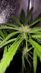 sexbud Flo  25 pistils apex