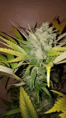 ice2 Cut tete