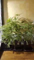 groupe sativa Flo  20