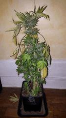 bubblegum Cut full