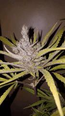sexbud Cut tete 2