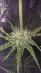 sexbud pistils