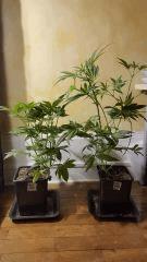 groupebluecheese Flo  20