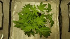 bubblegum Flo  20 dessus