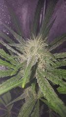 sexbud pistils 2