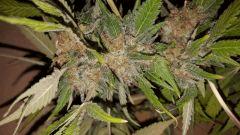 bubblegum Cut tetes