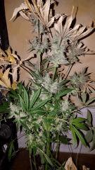 blueberryindica Cut full 2