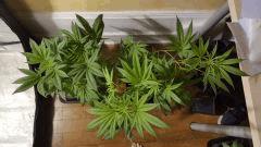 groupesativa Flo  20 dessus