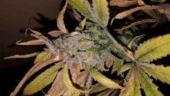 blueberrysativa Cut tete 2