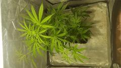 sexbud Flo  20 dessus