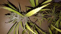 blueberrysativa Cut