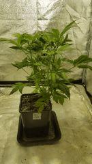 blueberryindica Flo  20 dessus 2