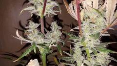 blueberrysativa Cut tetes