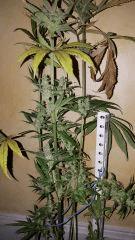 bluerberrysativa Cut internoeuds