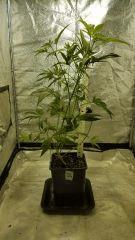blueberrysativa Flo  20
