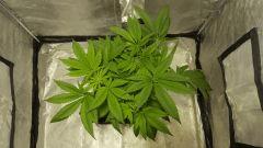 blueberryindica Flo  20 dessus