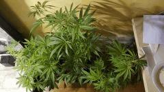 groupesativa Flo  20 dessus 2