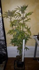 sexbud Cut full