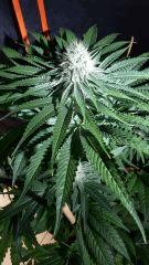 Otr bud..