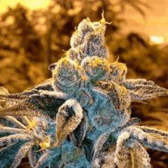 candyland