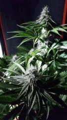 Otr bud...