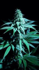 Bo bud.