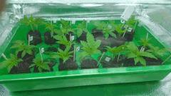 Cro 24