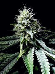 Bo Bud