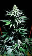 Bo bud..