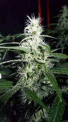 Otr Bud