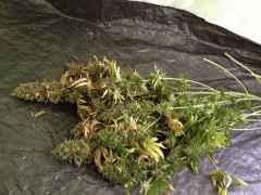 Vanilla Kush CUT FLO+81