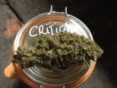 CK