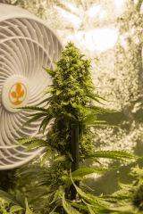 Vanilla Kush FLO+55